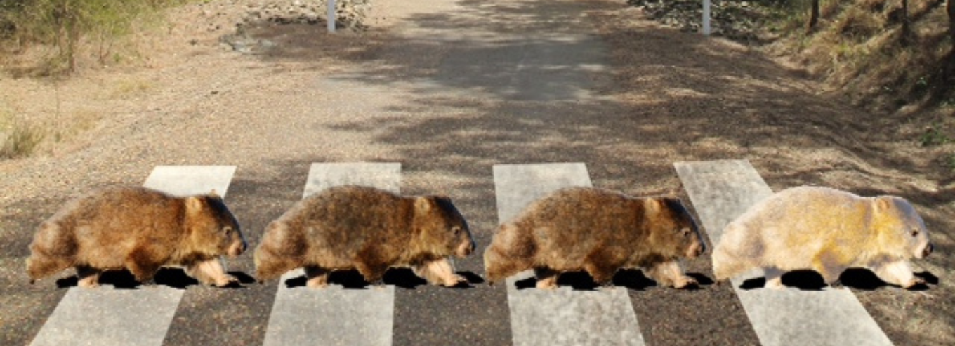 Wombat Crossing